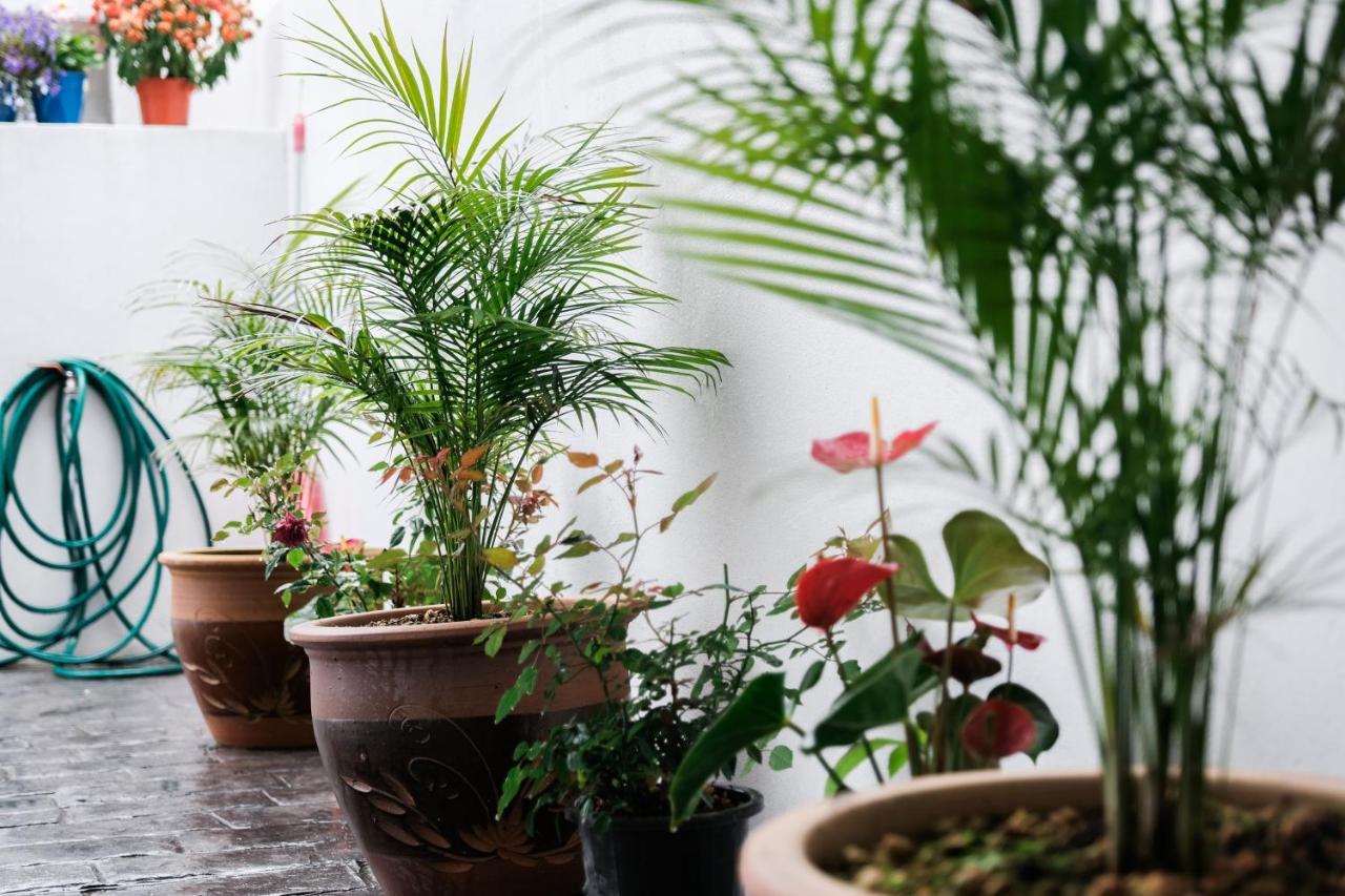 Comfy Sofy 21- Backyard Garden- Night Market Area Cameron Highlands Exterior foto